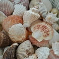 thumbnail image 2 of Sea Shells Mixed Beach Assorted Seashells, Various Sizes Natural Ocean Beach Seashells for Beach Themed Party DIY Crafts Jewelry Making Fishtank Vase Fillers Home Wedding Decorations (50), 2 of 9