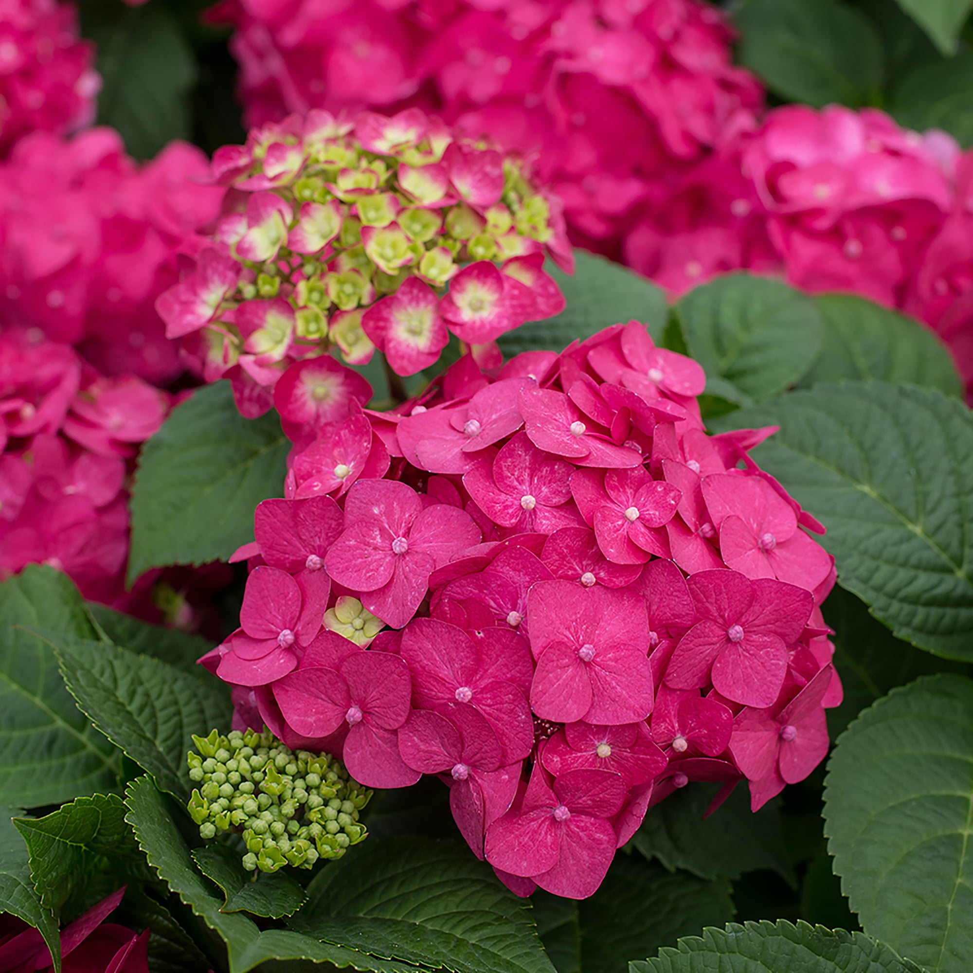 Endless Summer Summer Crush Reblooming Hydrangea Live Shrub in 1-Gallon Grower Pot