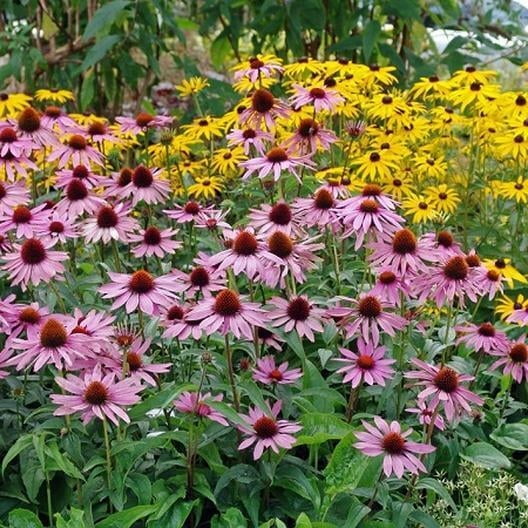 50 Purple Coneflower Seeds – Echinacea Purpurea Perennial Flower Seeds for Garden, Pollinator Friendly