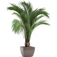 thumbnail image 1 of Creative Cute Plant Potted Wall Sticker Removable Wall Decor, 1 of 5
