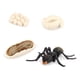 thumbnail image 1 of Bewildely 1 Juego de modelo de gusano de pala, Material plástico Premium, figuritas de insectos significativas, modelos de crecimiento educativo temprano Juguetes Educativos Type1 hormiga negra Bewildely  FN010083-13, 1 of 1