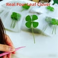 thumbnail image 2 of Four-Leaf Clover Envelopes Set With 10 Folded Specimens For Irish-Themed Crafts And Gift Wrapping, 2 of 6