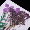 thumbnail image 4 of Flores y hojas secas naturales, adornos para bricolaje, decoración para hogar, álbumes de recortes, margaritas pequeñas + gypsophila +, 4 of 9