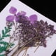 thumbnail image 3 of Flores y hojas secas naturales, adornos para bricoje, decoración del hogar, álbumes de recortes, margaritas pequeñas + gypsophi + Soledad Flores secas prensadas naturales, 3 of 10