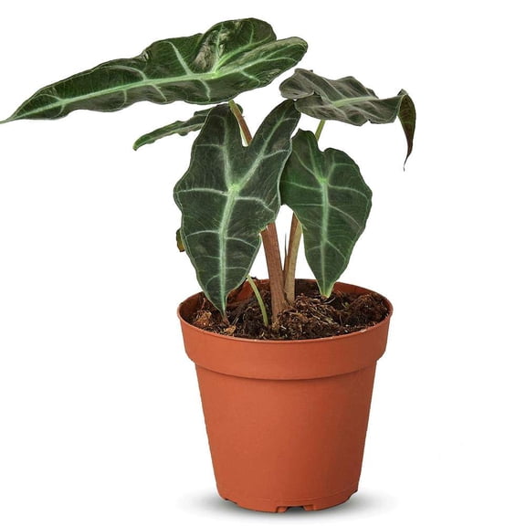 Alocasia Polly African Mask Live Plant for Indoor | Different Houseplants in 4'' & 6'' Pot | Real House Plant for Living Room, Office & Desk | Elephant Ears | Alocasia amazonica
