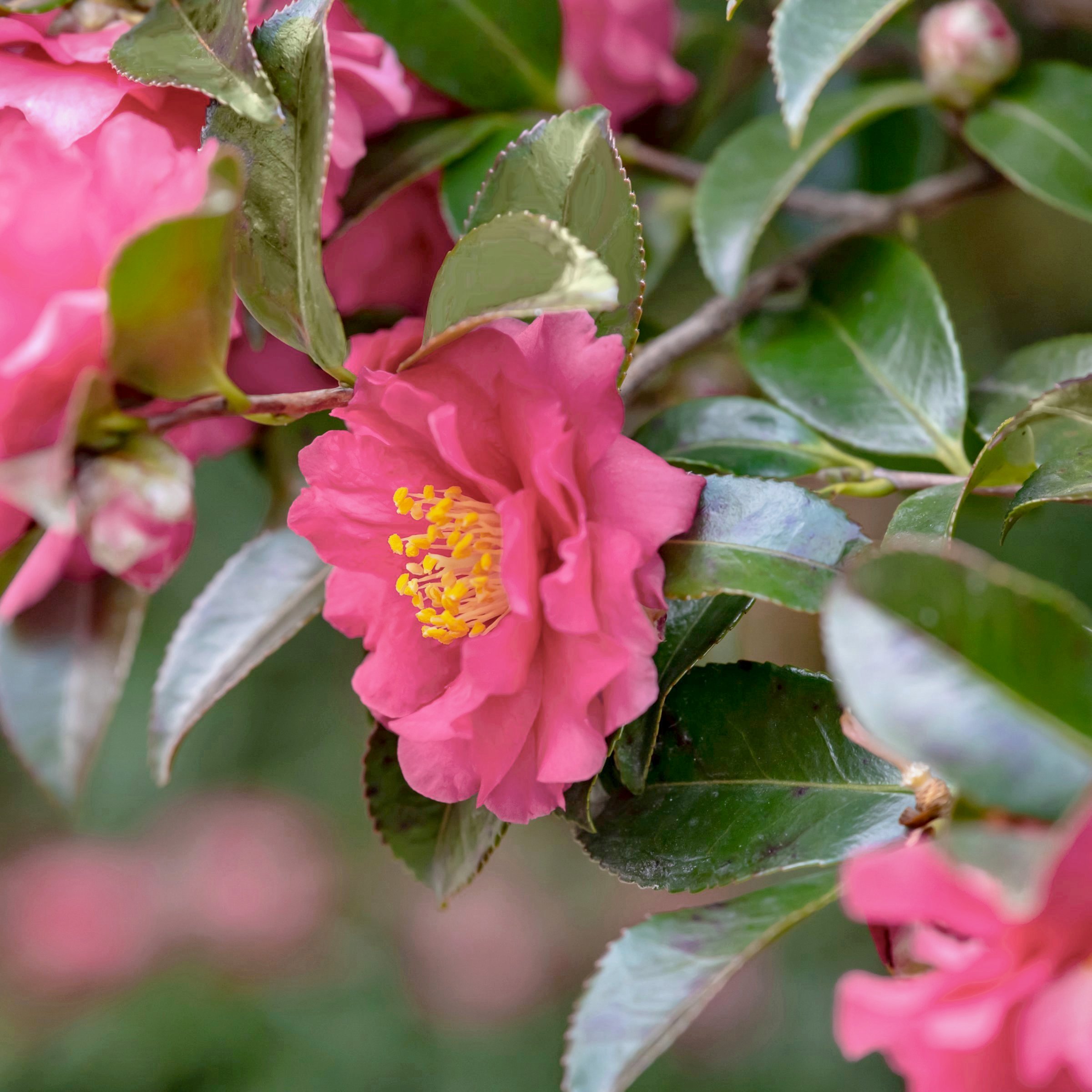 National Plant Network 1 gal. Camellia Sasanqua October Magic Carpet Shrub