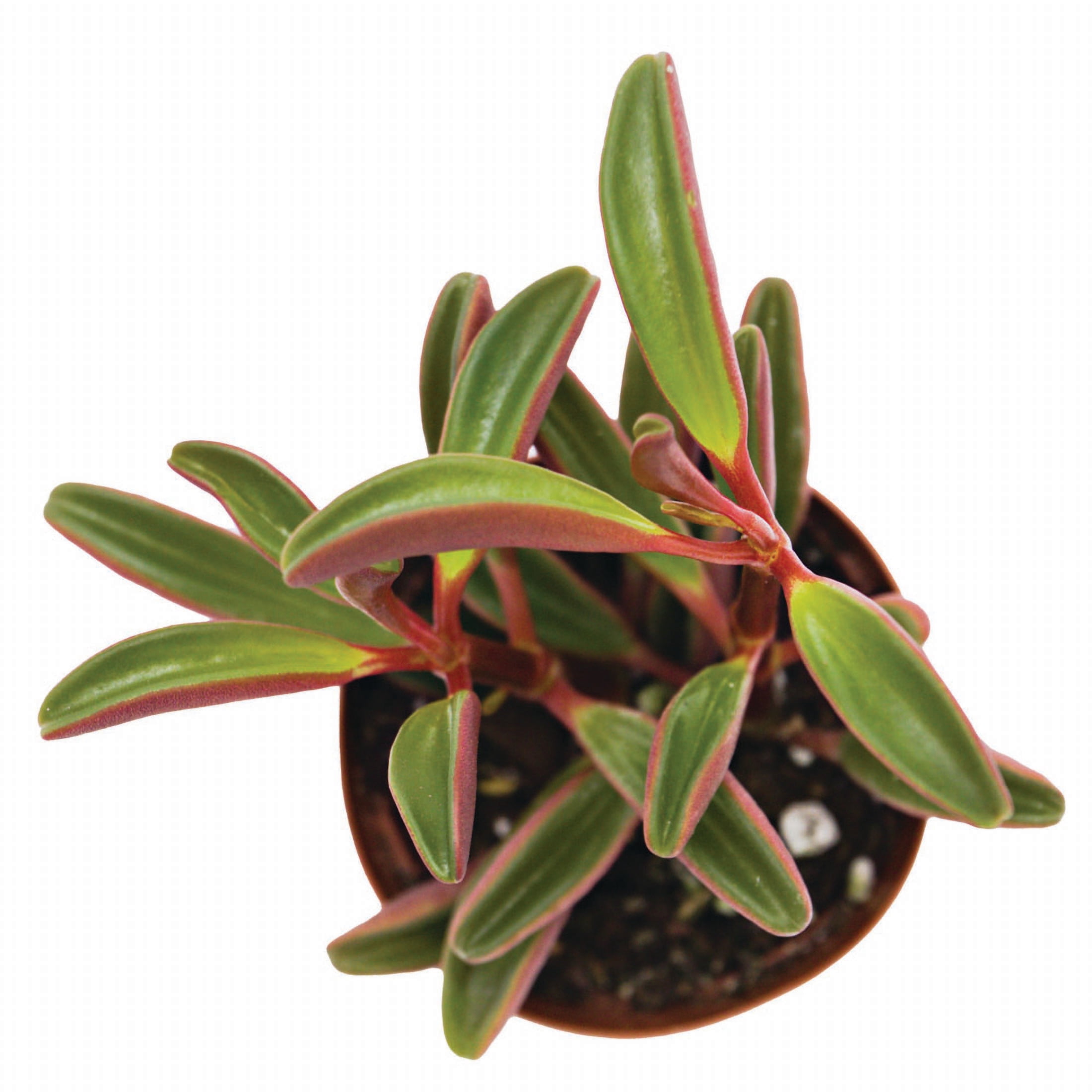 ReptiCulture Ruby Peperomia Tropical 2" Pot 3 pk