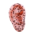 thumbnail image 3 of Modelo de enseñanza del oído del oído humano Simulación Ayuda Enseñanza de la Modelo de acupuntura auricular para capacitar a la práctica de spa de, 3 of 8