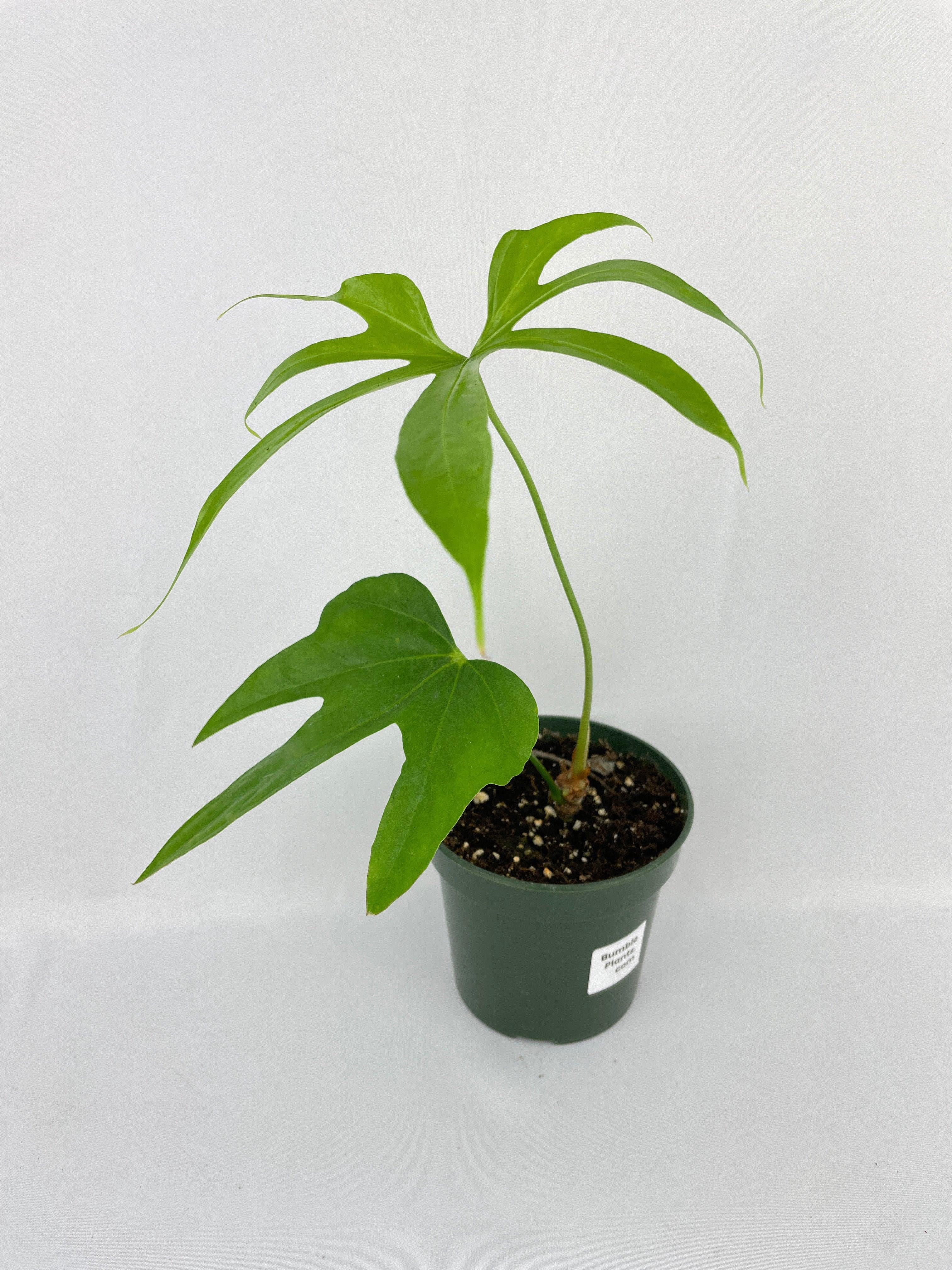 Bumble Plants Anthurium Pedatoradiatum - Full Live Colorful Houseplant in Nursery Pot, Easy Care, Indoor Plant for Beginners