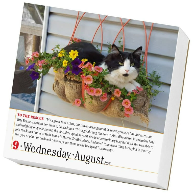 365 Cats Page-A-Day Calendar 2023 : The World's Favorite Cat Calendar ( Calendar) - Walmart.com