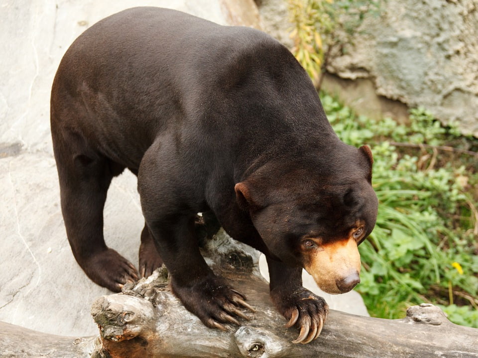 Black Endangered Sun Bear Asia Cute Animal Asian-20 Inch By 30 Inch ...