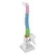 thumbnail image 5 of Human Spine Model, 45cm Durable PVC Vertebral Column Model For Study, 5 of 8