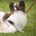 WEUVEB 2Pcs Traction Rope Buckle for Pet Harness Accessories Zinc Alloy ...