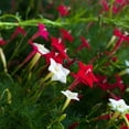 thumbnail image 3 of Outsidepride Cypress Vine Seed Mix - 200 Seeds, 3 of 7