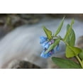 thumbnail image 2 of Grall, Don 14x11 White Modern Wood Framed Museum Art Print Titled - CO Mountain bluebells beside a rushing creek, 2 of 4