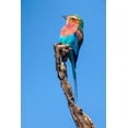 thumbnail image 2 of Jimmyz 23x32 White Modern Wood Framed Museum Art Print Titled - Hummingbird Sight, 2 of 4