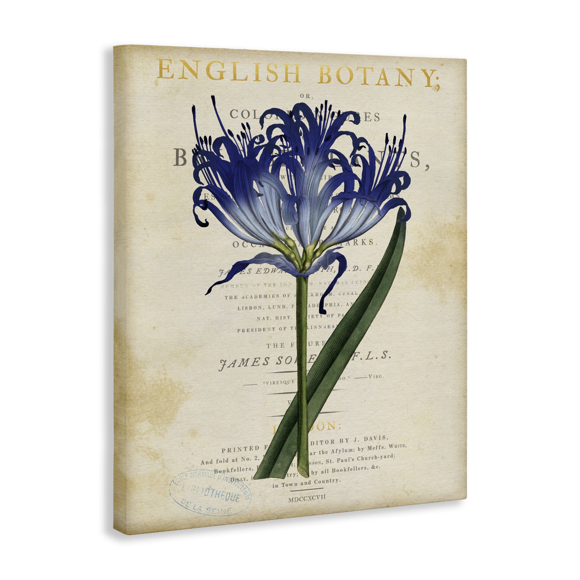 Stupell Industries English Botany Blue Floral Canvas Wall Art, design by Susan Arnot