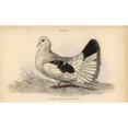 thumbnail image 2 of Broad Or Fan-Tailed Shaker, Columba Tremulaa Poster Print By ® Florilegius Mary Evans (24 X 18), 2 of 4