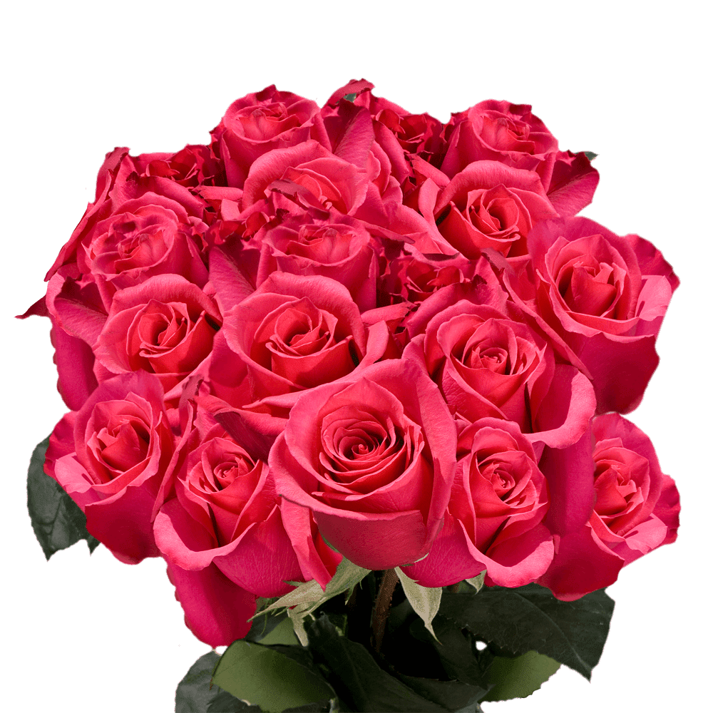 50 Stems Of Hot Pink Hot Princess Roses Beautiful Fresh Cut Flowers