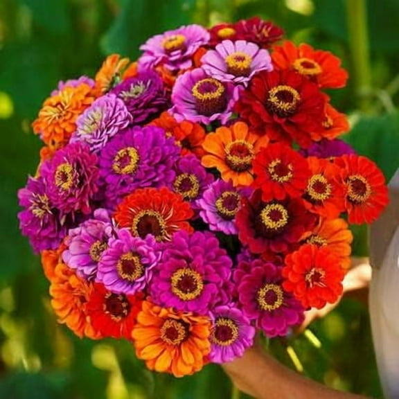 Zinnia Purple Dream Mix 40" Butterflies 100 Seeds Non-GMO Zinnia Elegans