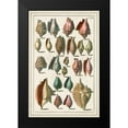 thumbnail image 2 of Albertus Seba 17x24 Black Modern Wood Framed Wall Art Titled - Grand Seba Shells III, 2 of 5