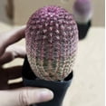 thumbnail image 2 of Rare Red Sun Cactus (Echinocereus rigidissimus) | Colorful Succulent Plant - 3" flowerpot, 2 of 6
