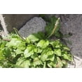 thumbnail image 3 of 1000 CHINESE PLANTAIN Plantago Asiatica Herb Flower Seeds, 3 of 6