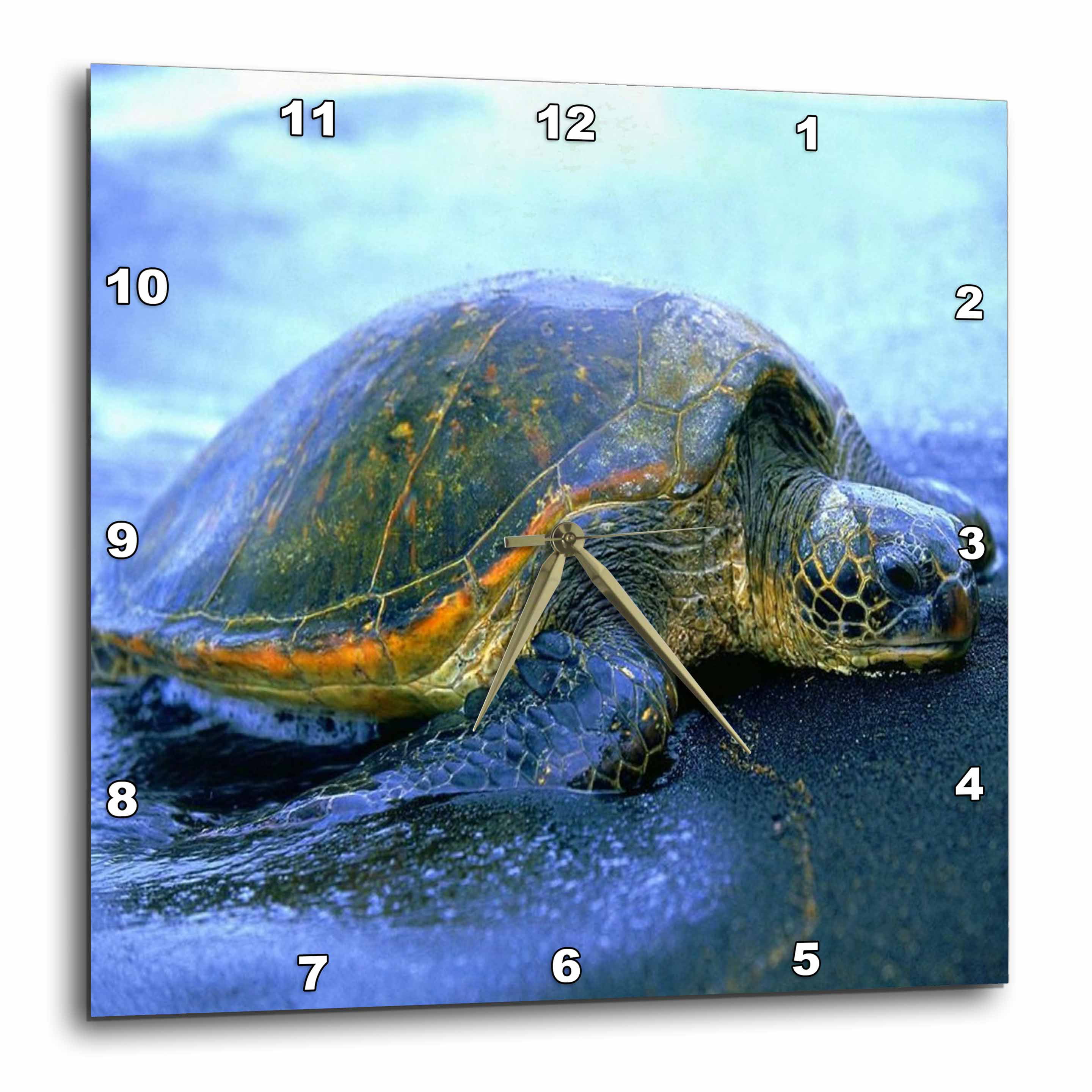 3dRose Hawaiian Green Sea Turtle, Punaluu, Hawaii - US12 KSC0007 
