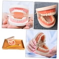 thumbnail image 3 of OULII 1 Set Children Cartoon Brush Tooth Model Toy Light Brown for Early Education, 3 of 8