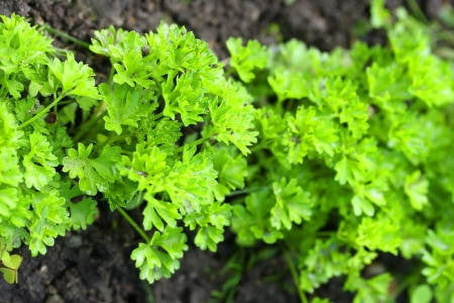 Parsley Seed Essential Oil 1 fl oz (30 ml) - 100% Pure and Natural by Silky Scents