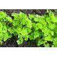 thumbnail image 2 of Parsley Seed Essential Oil 10 ml (1/3 fl oz) - 100% Pure and Natural by Silky Scents, 2 of 5
