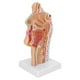thumbnail image 3 of Modelo anatómico Higoodz Cavidad Nasal Humana Resistente a la Corrosión, 3 of 7