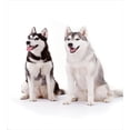 thumbnail image 2 of Malamute Juego de Funda Nórdica, Furry Arctic Doggies Husky Whelp Pedigree Pet Happy, 2 of 6