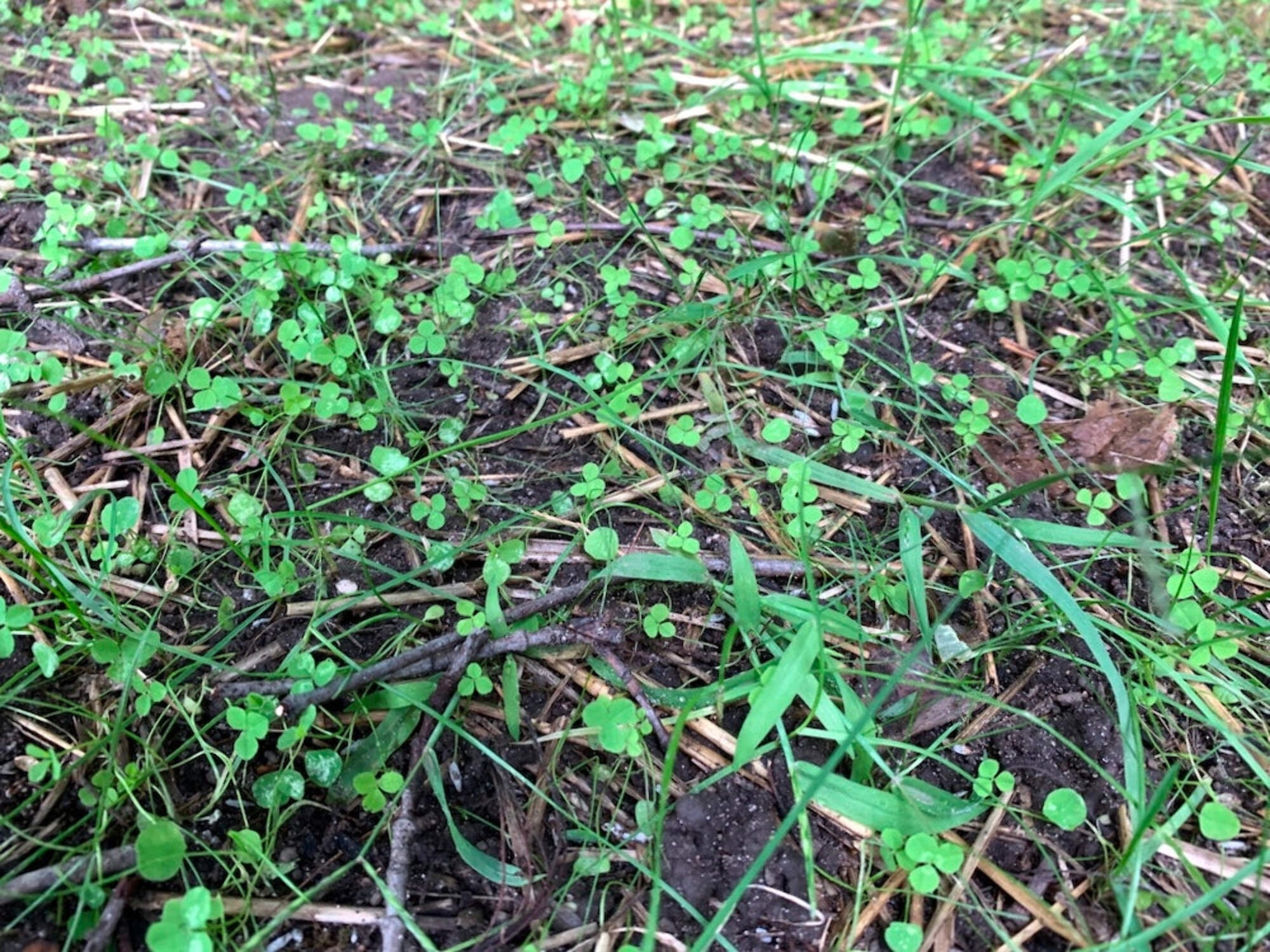 Flawn Seed Kits Micro Clover var. Pipolina Seeds, 2 lbs, 7200 Sqft, Low Maintenance Perennial Ground Cover
