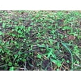 thumbnail image 5 of Flawn Seed Kits Micro Clover var. Pipolina Seeds, 2 lbs, 7200 Sqft, Low Maintenance Perennial Ground Cover, 5 of 9