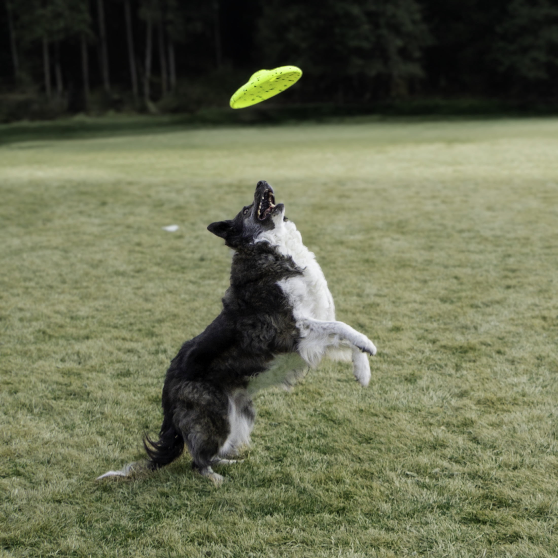 KONG® Reflex Glide Durable Flyer Fetch Dog Toy