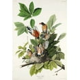 thumbnail image 2 of Audubon, John James 23x32 White Modern Wood Framed Museum Art Print Titled - American Robin, 2 of 4