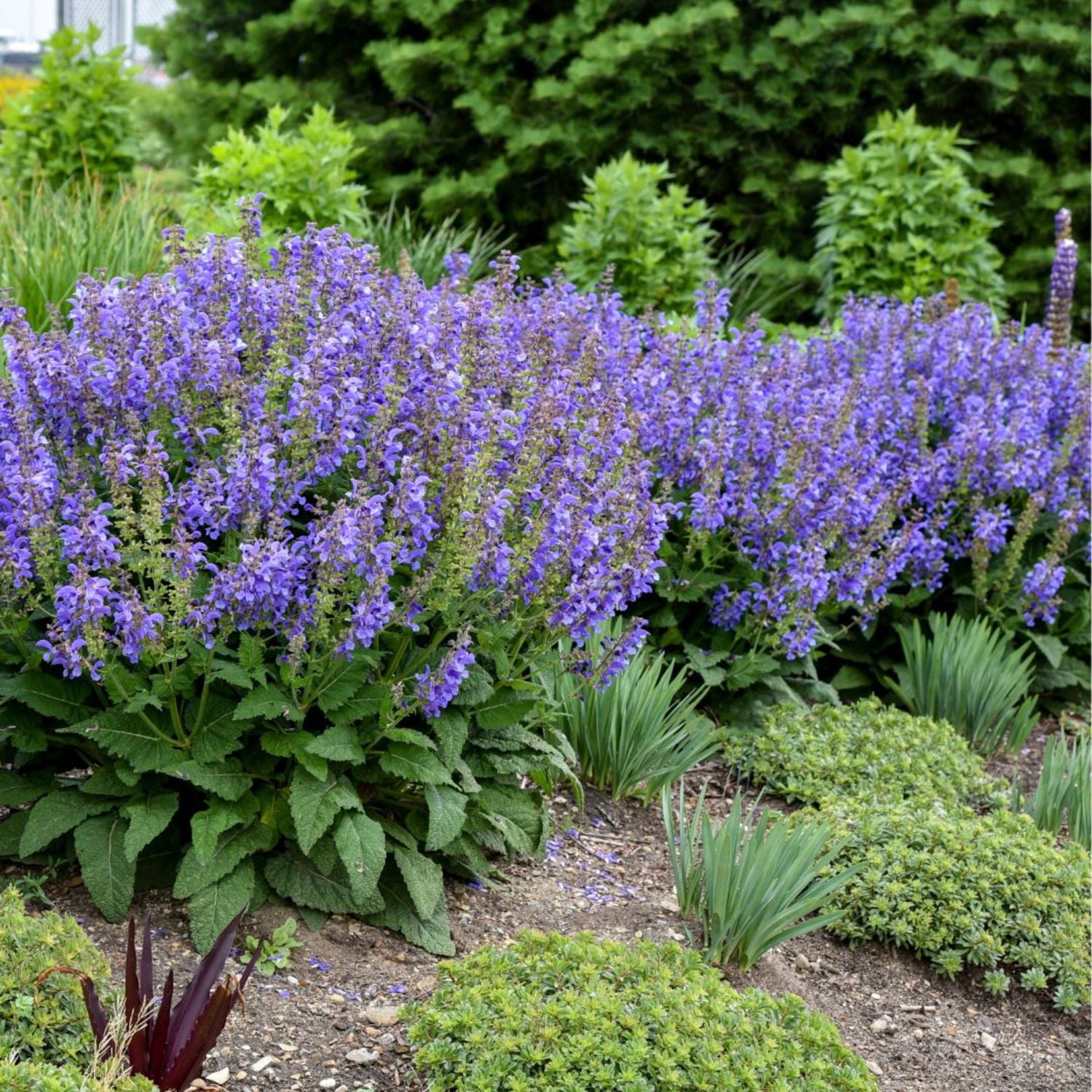Proven Winners 6" Blue Living Large 'Big Sky' Perennial Salvia Live Plant in 7.5" Pot