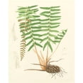 thumbnail image 3 of Eaton 20x24 Black Modern Framed Museum Art Print Titled - Eaton Ferns IV, 3 of 5