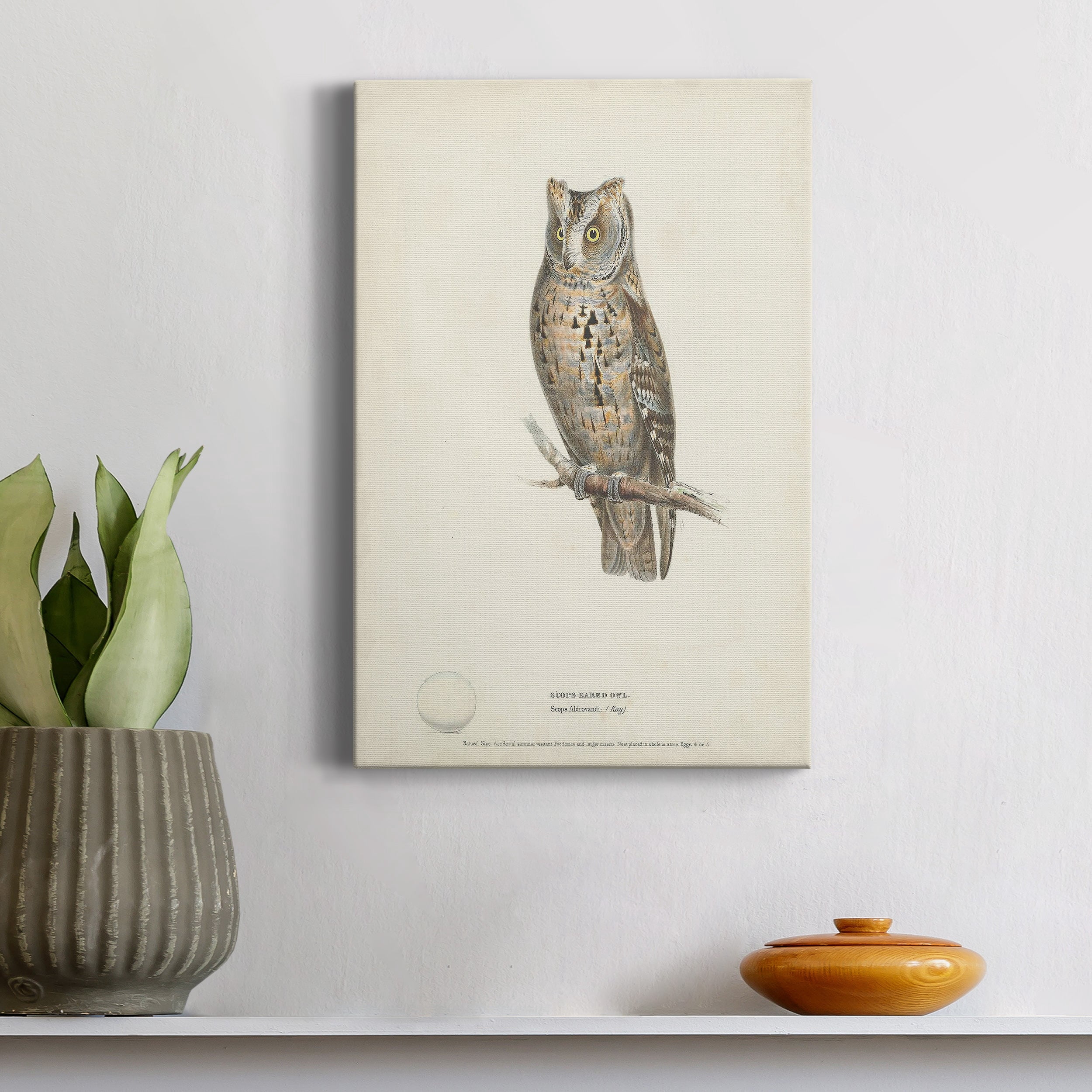 Scops- Eared Owl Premium Gallery Wrapped Canvas - Ready to Hang