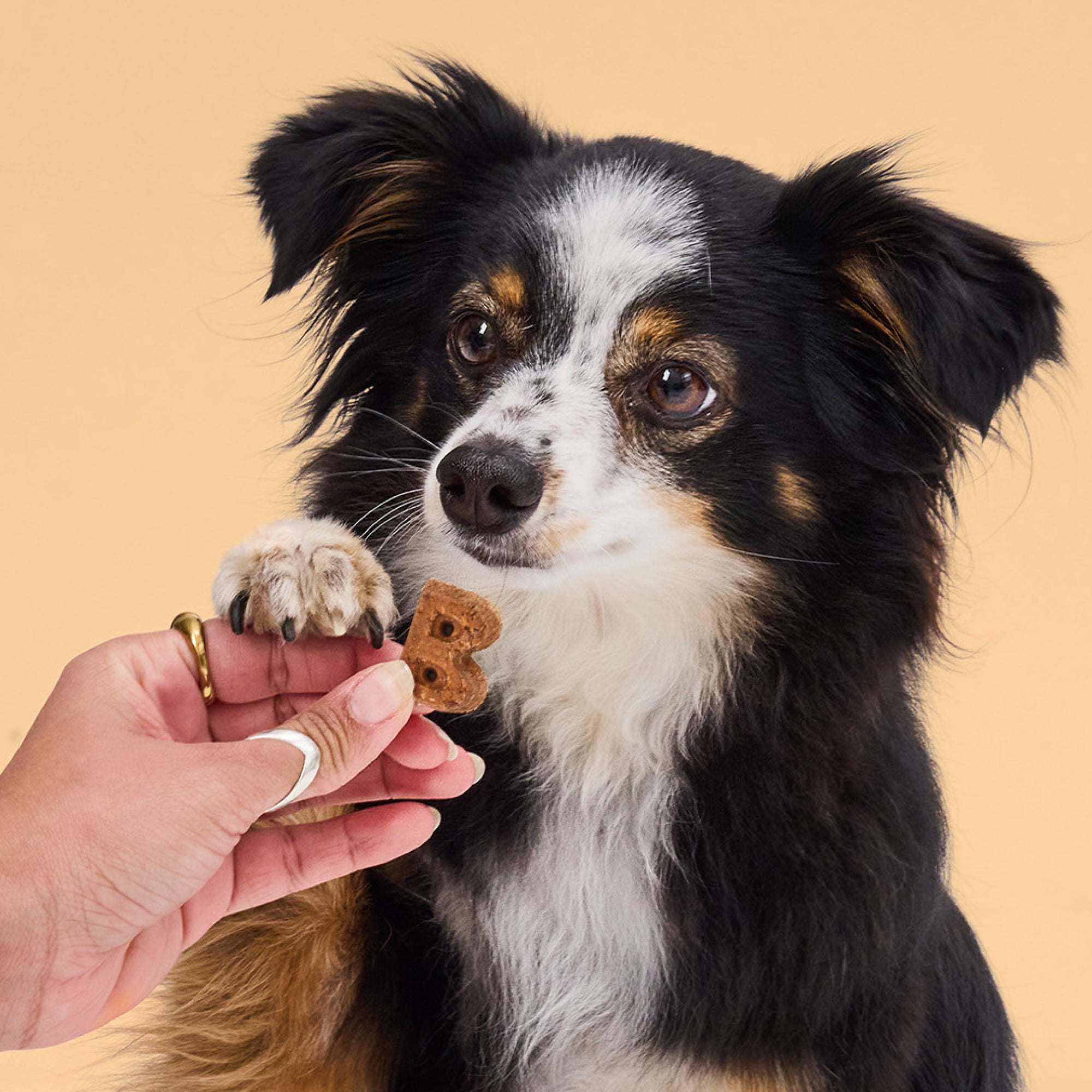 Bocce's Bakery Soft & Chewy Pumpkin Spice Latte Soft Treats for Dogs, 5oz Bag