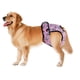 thumbnail image 3 of Pantalones Menstruales para Perro Btafrte Golden Retriever Husky Border Collie Labrador Rosa M, 3 of 8