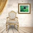 thumbnail image 3 of Fitzharris, Tim 18x15 Gold Ornate Wood Framed with Double Matting Museum Art Print Titled - Black bear in underbrush, 3 of 4