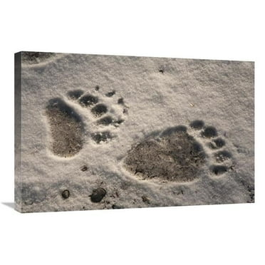 20 x 30 in. Grizzly Bear Front & Back Paw Prints, Katmai National Park, Alaska Art Print - Matthias Breiter