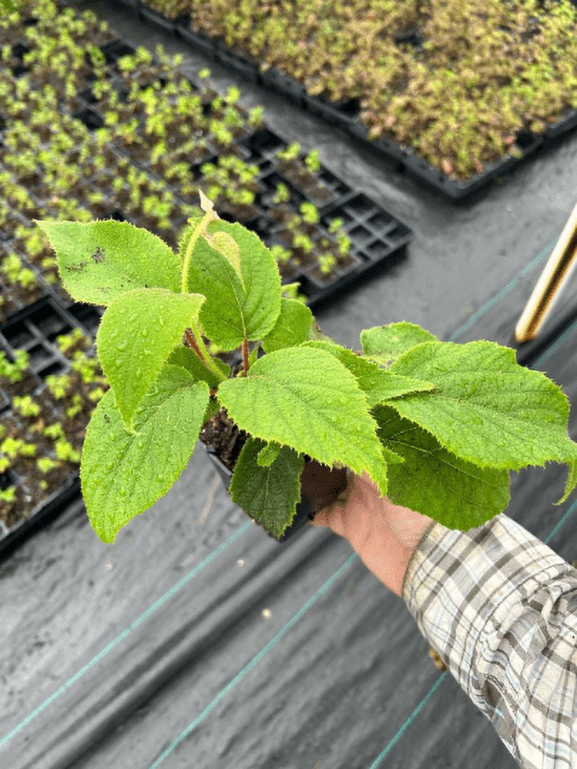 3 Kiwi Plants-Jenny, self-pollinating kiwi--all in 4 Inch Cups/ Actinidia deliciosa hybrid 3 pots of plants, one plant per pot