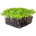 thumbnail image 2 of Celery Microgreens Seeds - 4 oz. - Non-GMO Celery Micro Green Seeds for Planting - Micro-Greens Seeds for Commercial and Home Gardening - Robust, Bright Flavor - Celery Sprouting Seeds, 2 of 4