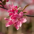 thumbnail image 2 of Prairie Fire Crabapple, 2 of 7