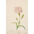 thumbnail image 2 of Balthasar van der Ast 11x14 Black Ornate Wood Framed Double Matted Museum Art Print Titled: Pink Carnation (1620S or 1630s), 2 of 5