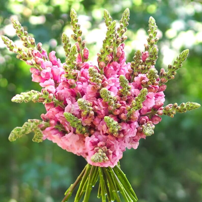 30 Seeds Potomac Lavender Snapdragon Cold Attracts Bees Cottage Border Garden Fairy Garden Antirrhinum Majus
