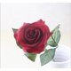 thumbnail image 1 of Rosa de alta simulación, rosa hidratante de un solo toque, rosa artificial para sujetar con la mano, flor decorativa para el hogar, 1 of 6